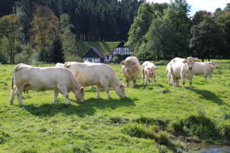 Kühe in Eichenermühle (2)
