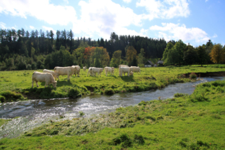 Kühe in Eichenermühle (3)